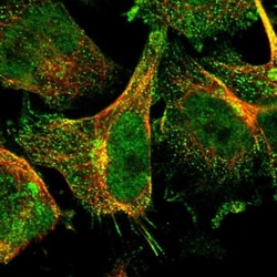 RGL1 Antibody, Novus Biologicals 0.1mL; Unlabeled:Antibodies, Polyclonal
